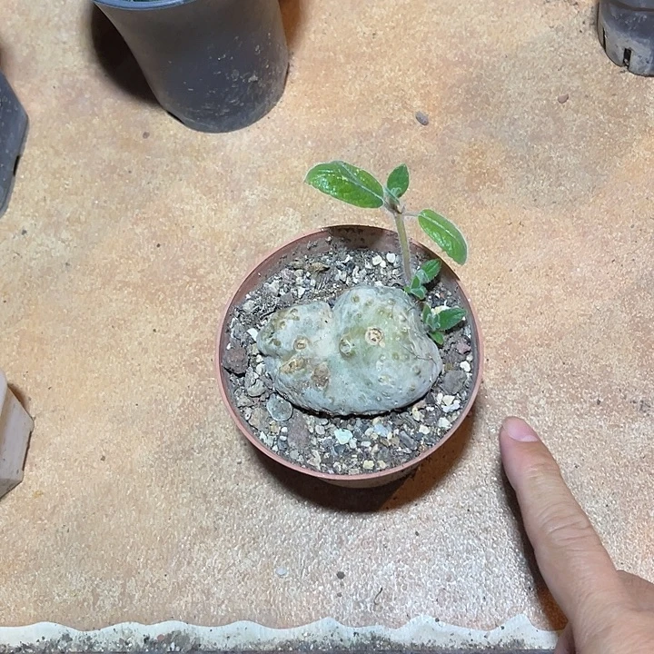 无花朵断崖香妃一物一拍