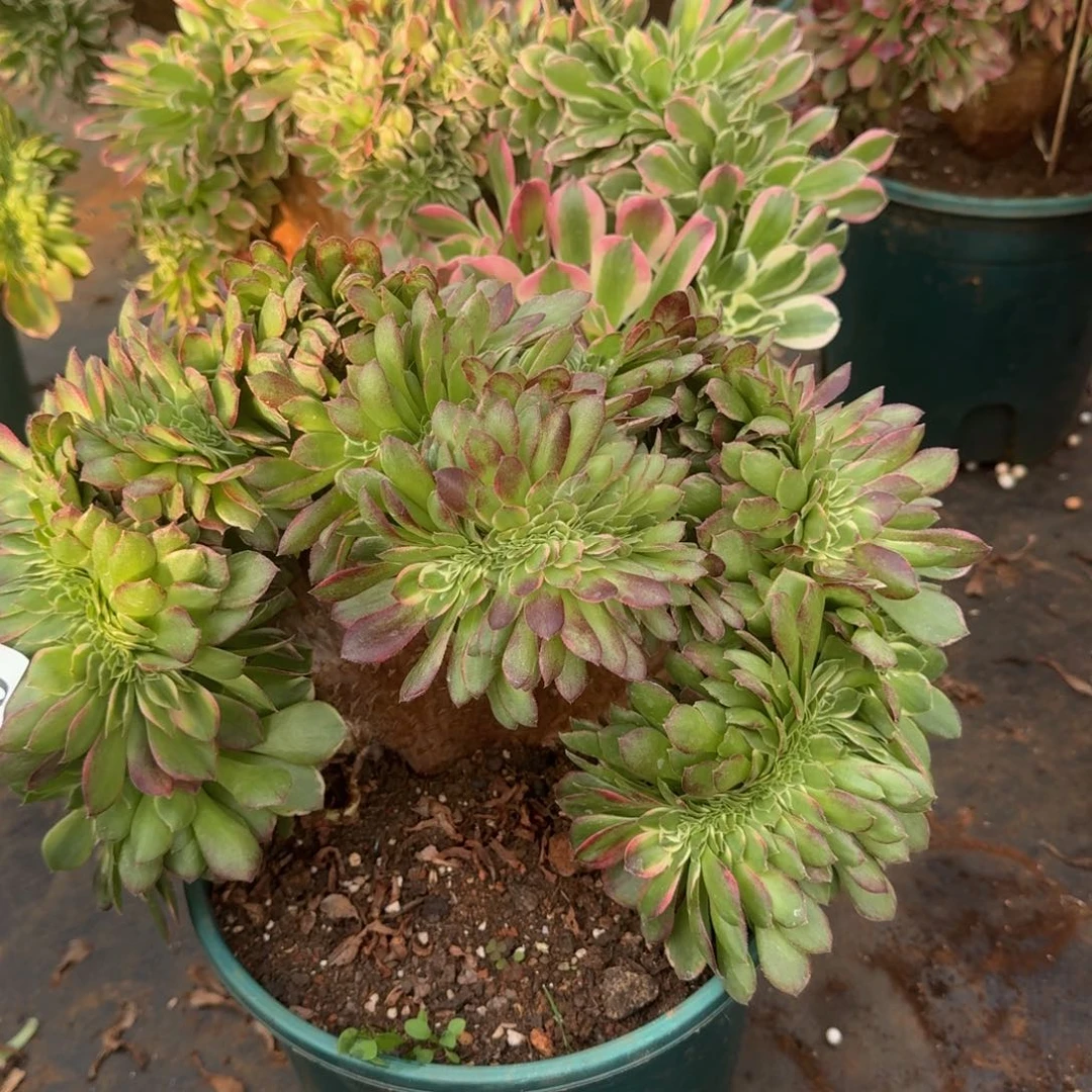 53海王缀化多肉植物满28包邮