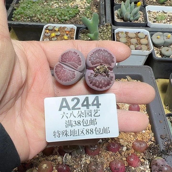 米***糯244号生石花2个zzyyyxywxy