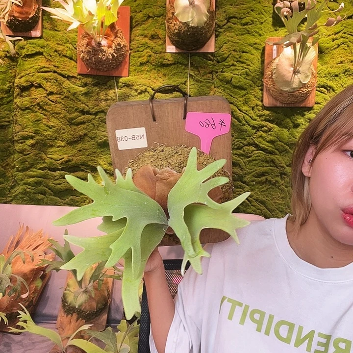 不开花植物nook 黄月白乌鸦