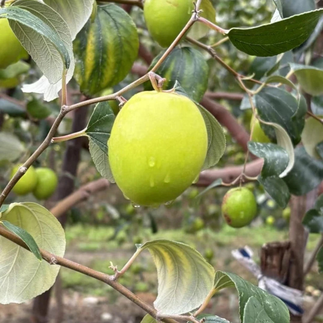 【九鼎直发】单层大果苹果枣礼盒牛奶枣脆蜜甜枣多汁青枣2kg