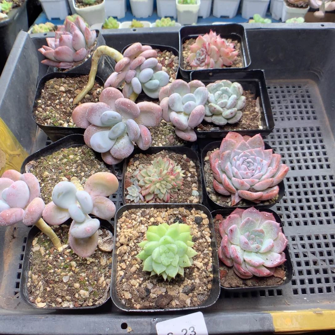 无花朵S23英语英语英语英语英语英语