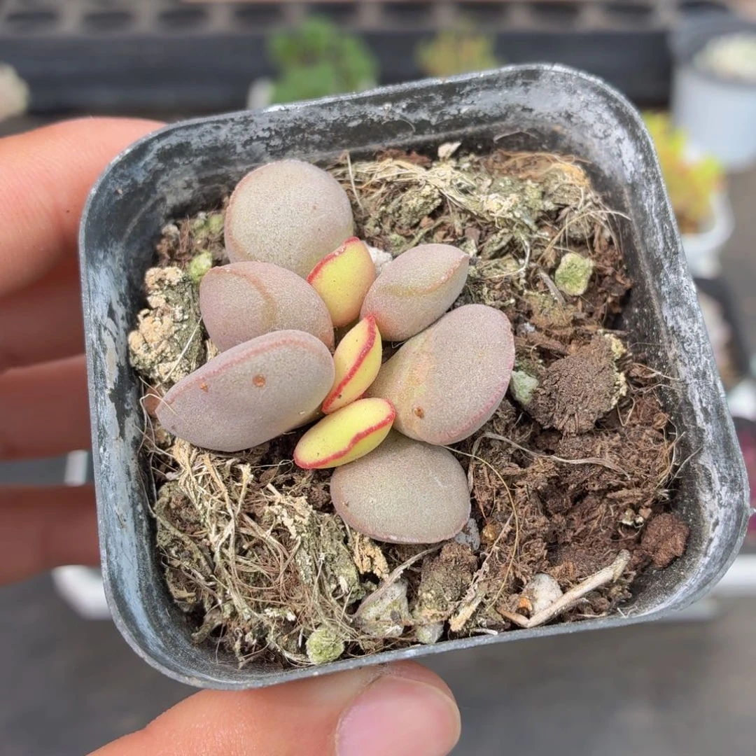 红蛋多肉9.9包邮发货