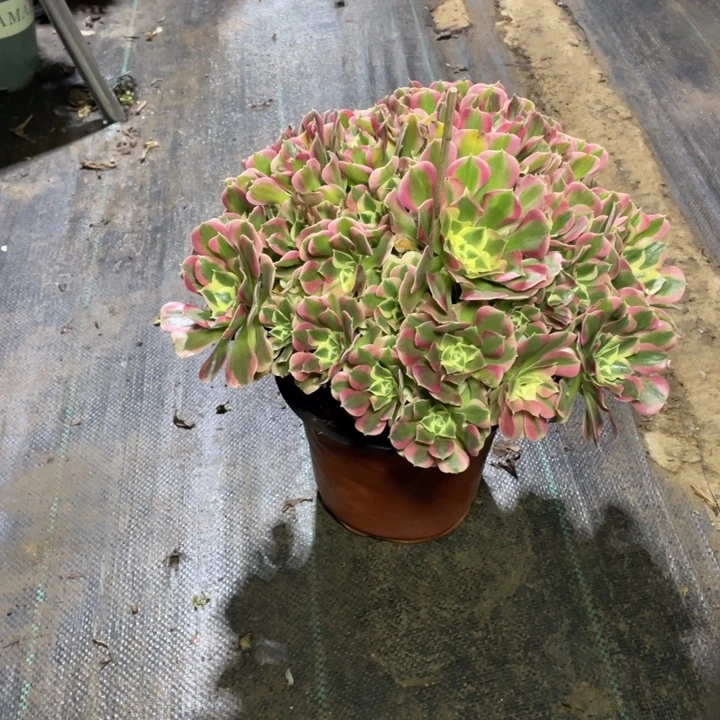 46白凤多肉多肉植物