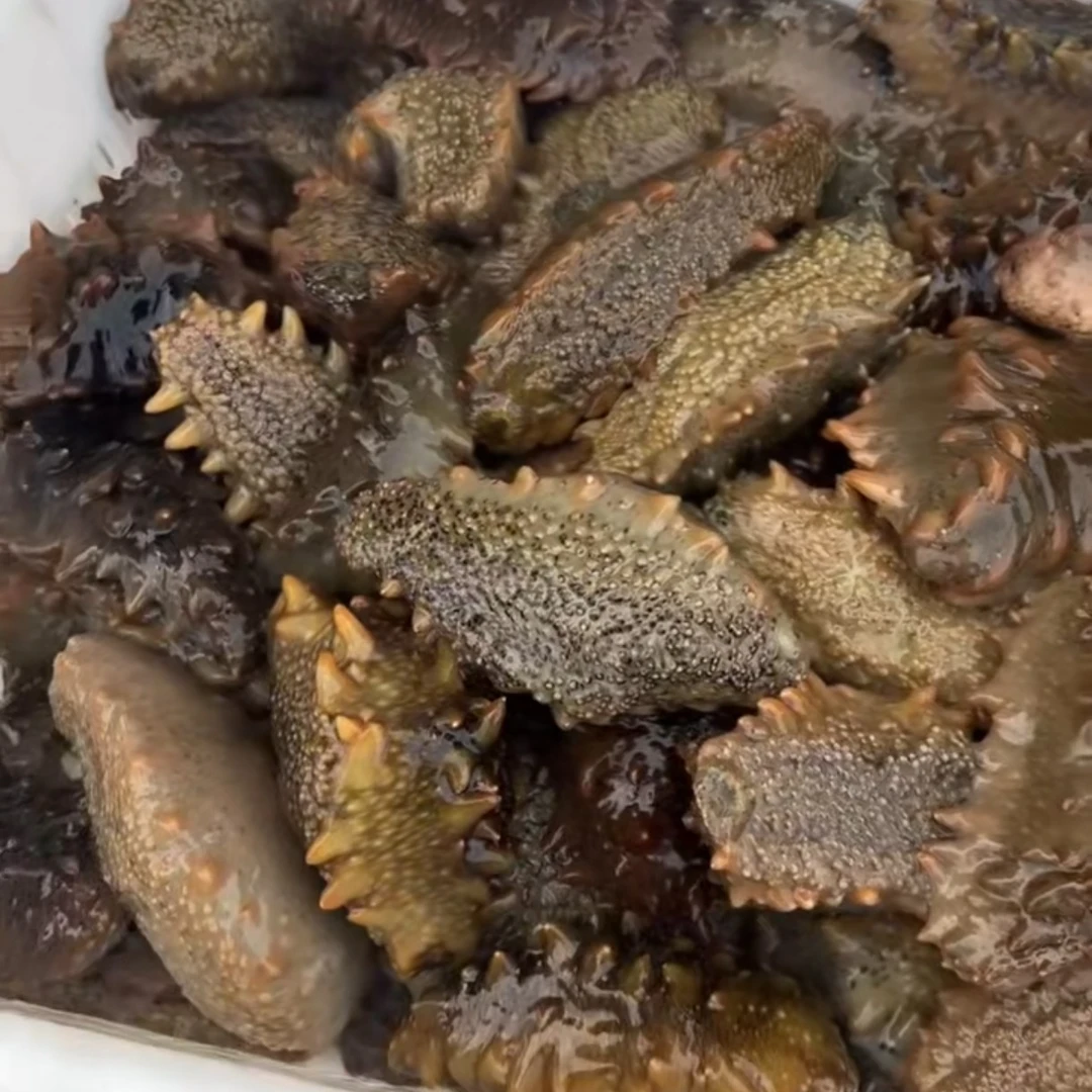 活海参10斤送1斤 味道Q弹，肉质肥美，口感，营养价值鲜食高，鲁参