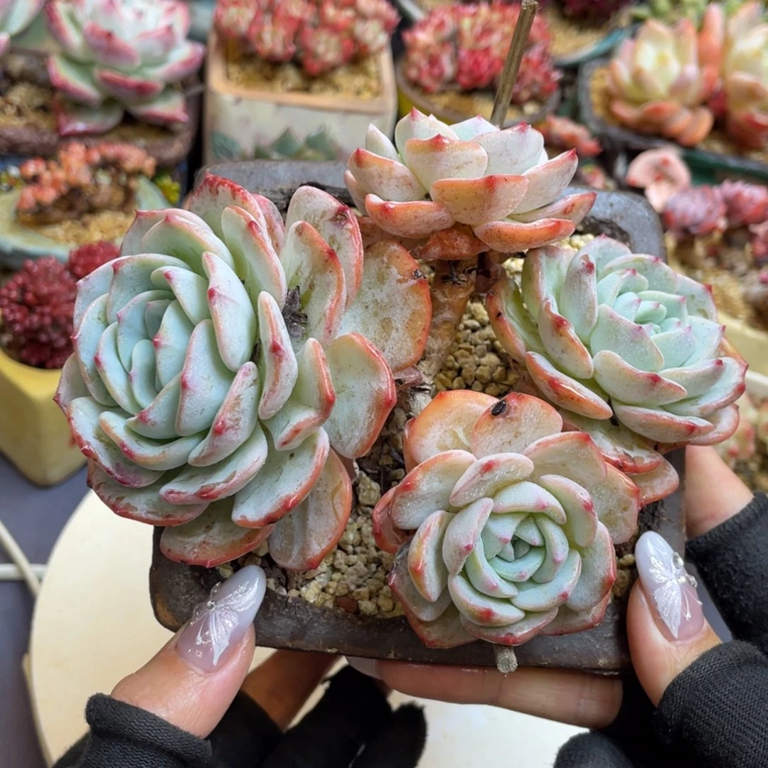 勃朗峰整装无砍lz