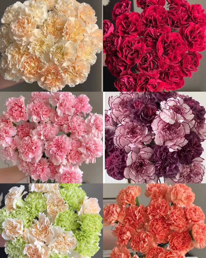 康乃馨(浪漫的玫瑰园一物一拍）