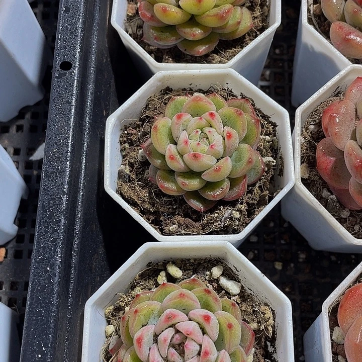 雪花珍妮带哦土发