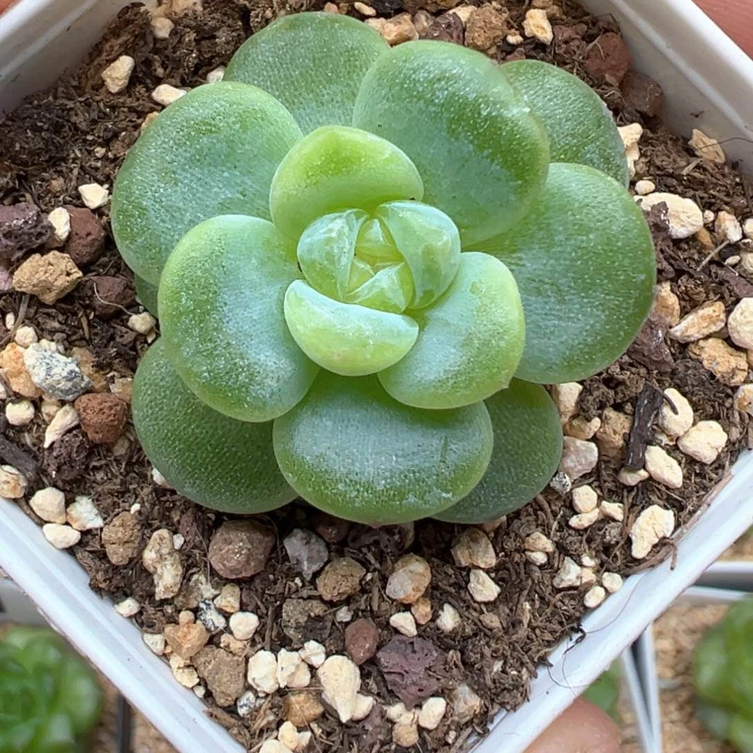 754号遥遥小规格脱土发