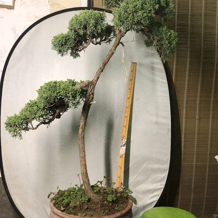 无花朵济州真柏盆景老桩子