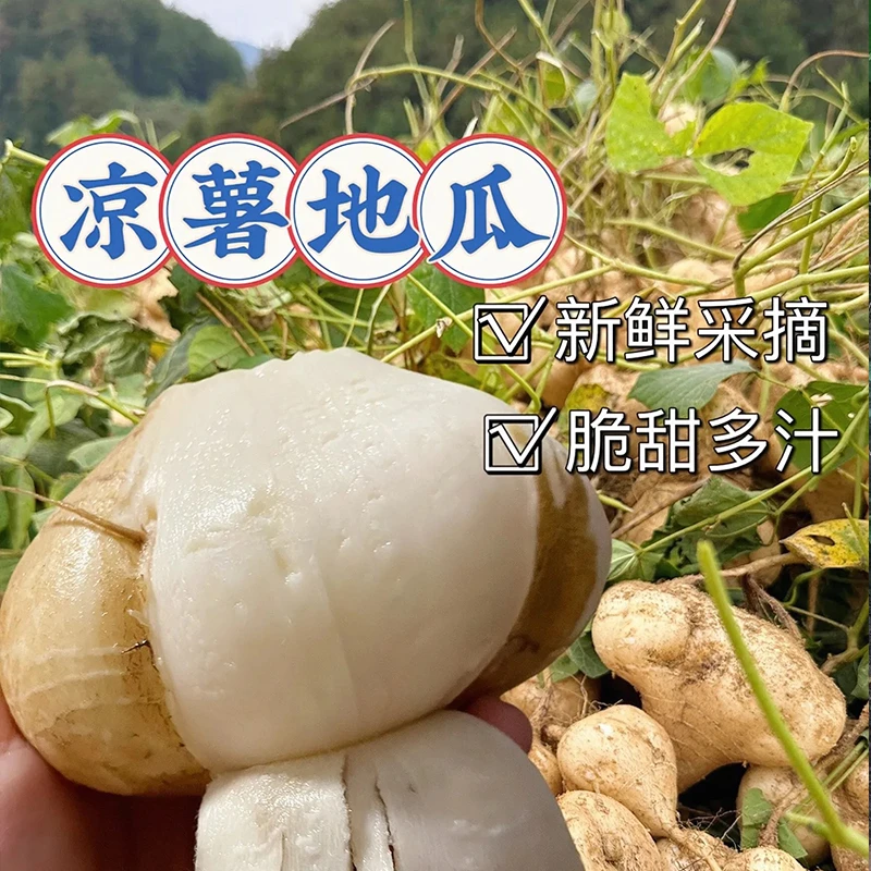 江西赣州水果蔬菜地萝卜脆甜多汁凉薯瓜白地瓜新鲜发货