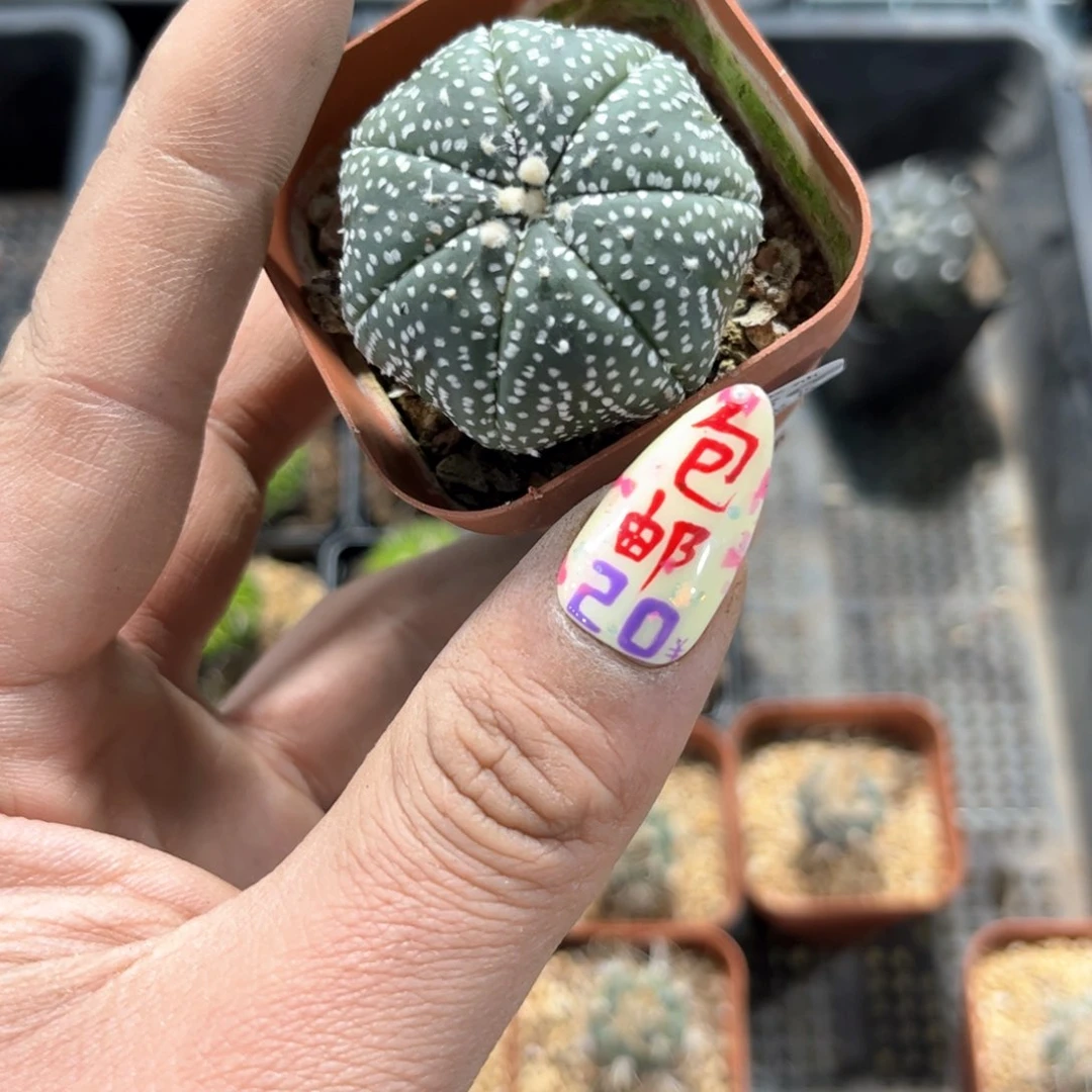 24286一物一拍单头发货