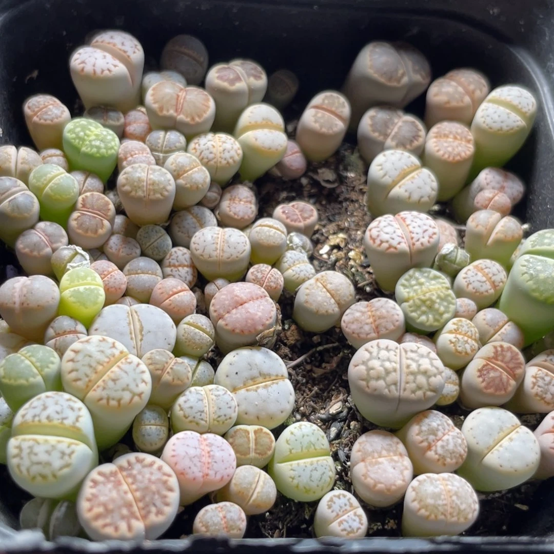 今晚大盆特价更新～19