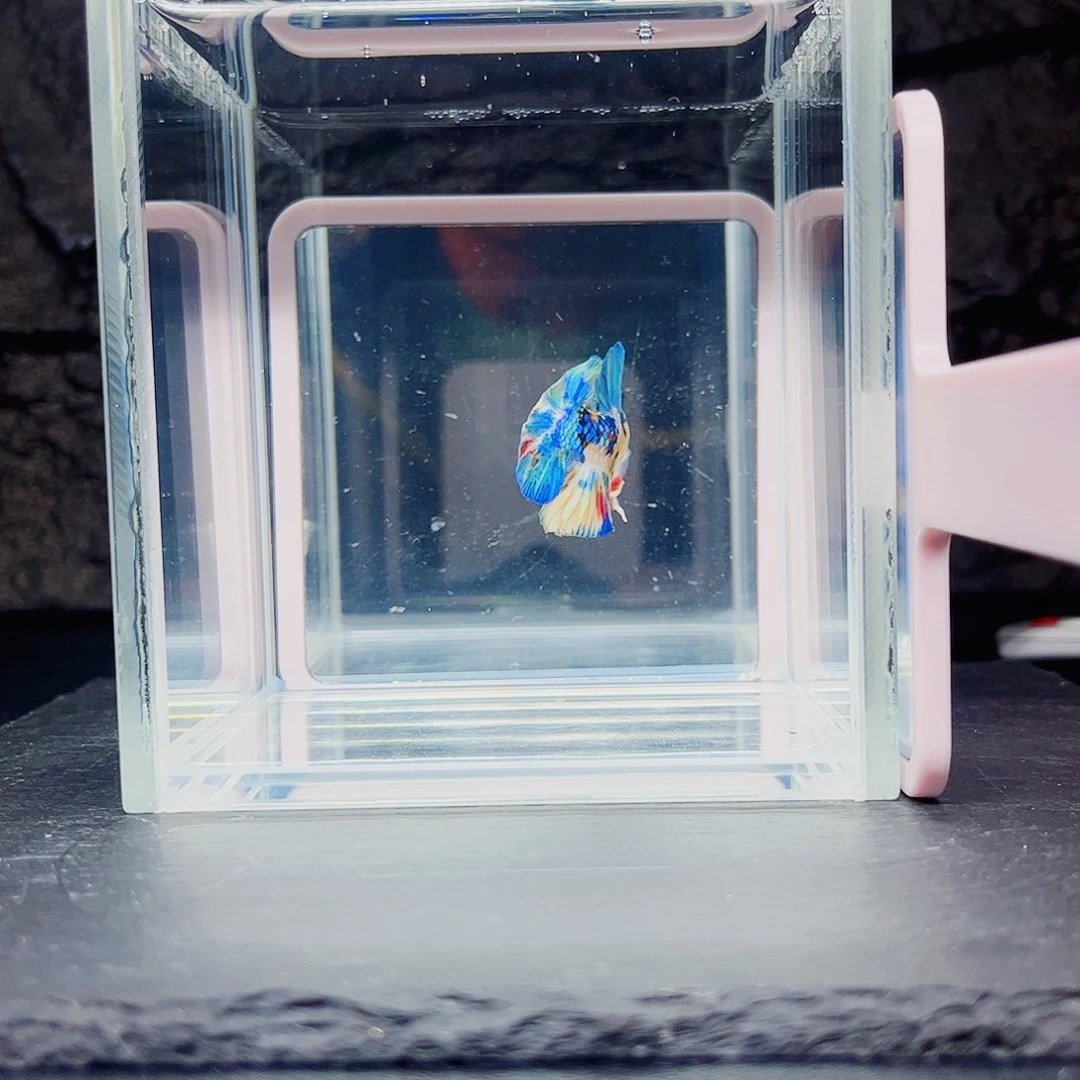海水鱼宙斯斗鱼竞拍10-30