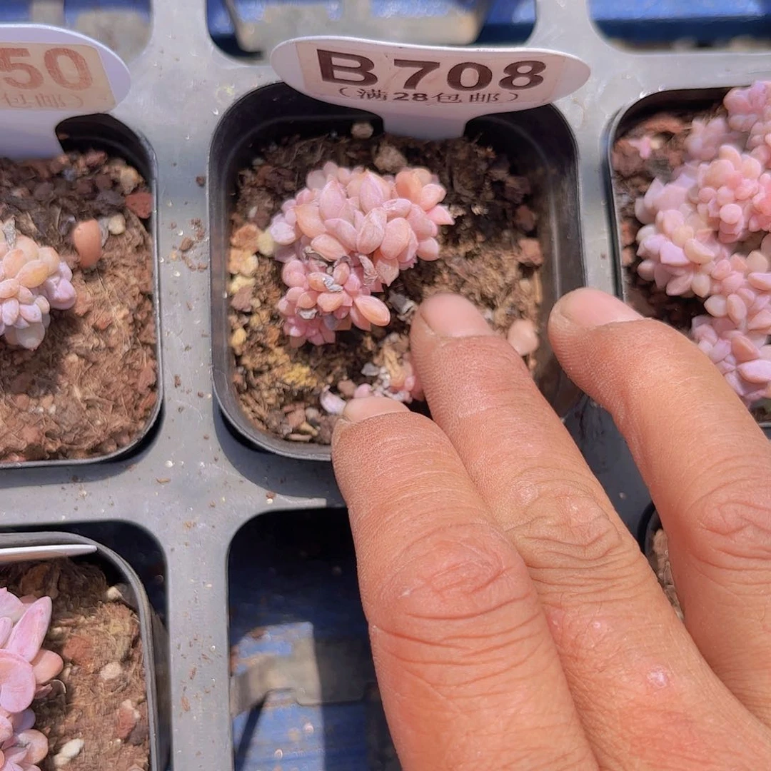 B708雪精灵缀一物一拍