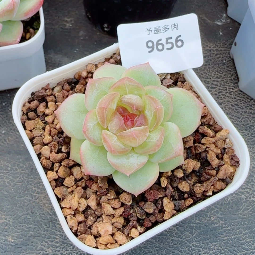 甜心，9656多肉植物
