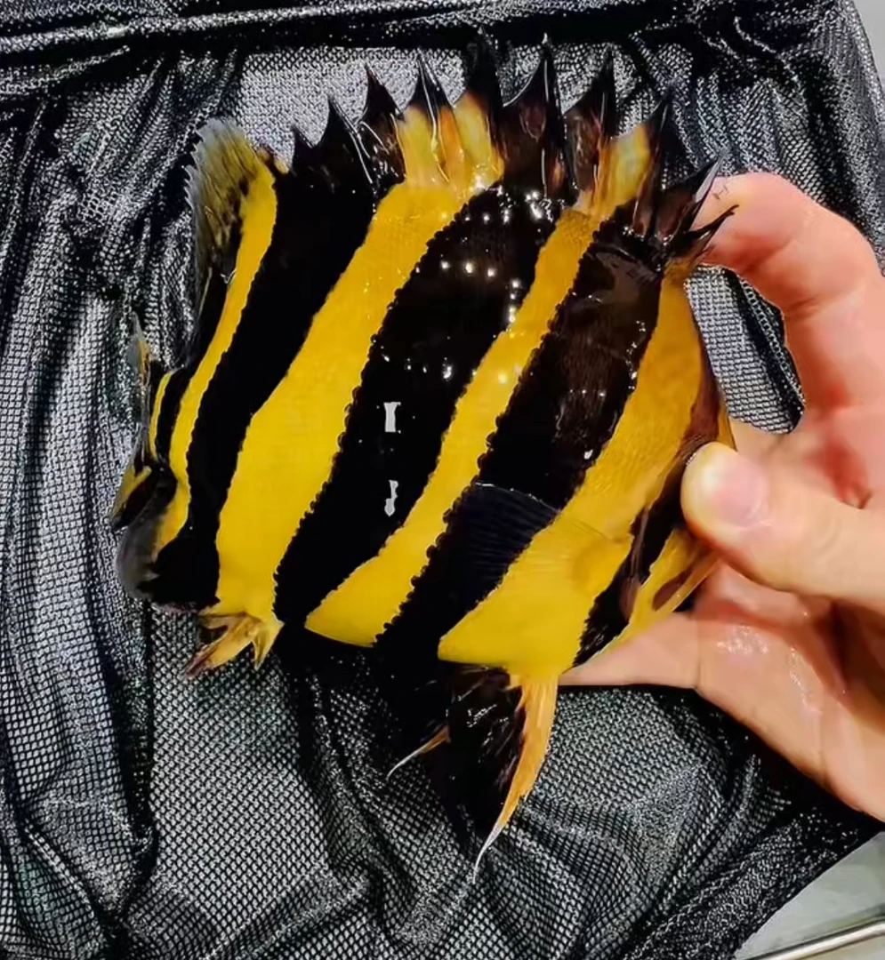 印尼虎活体三纹虎四纹苏门答腊虎鱼泰国虎老虎金活体观赏鱼