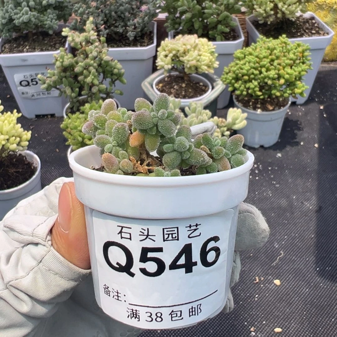 多肉植物枝干冰晶特殊个体1颗