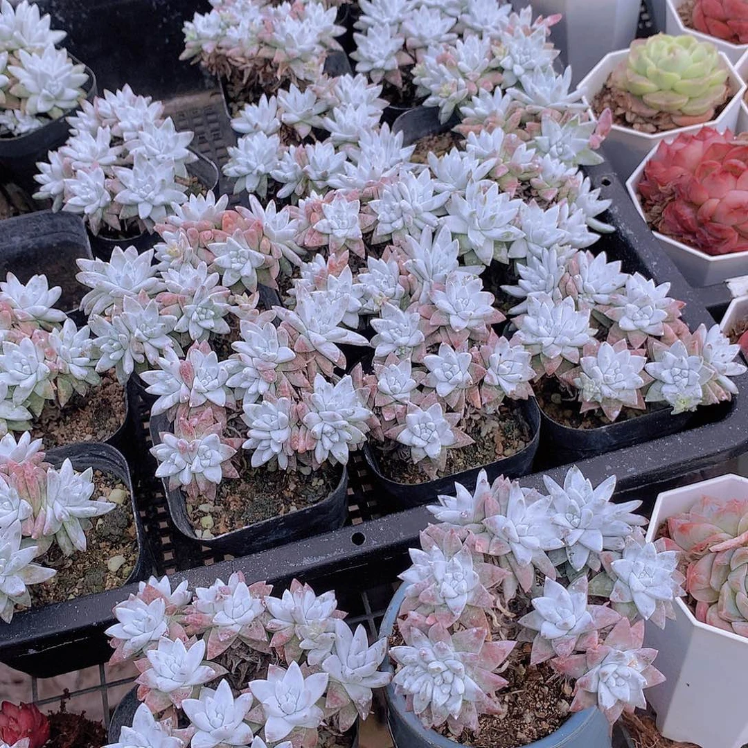 两颗白菊34567899000