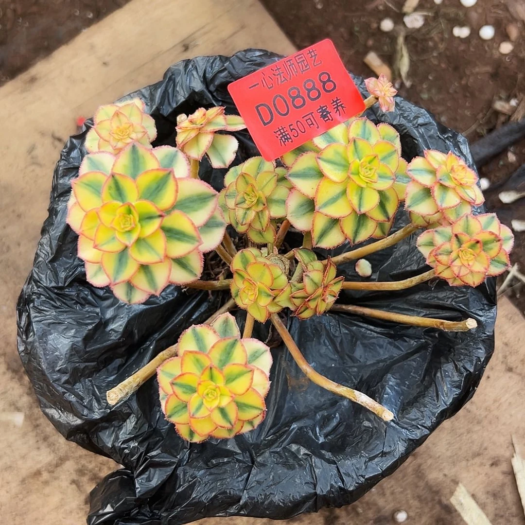 夏****0888多肉植物太阳神