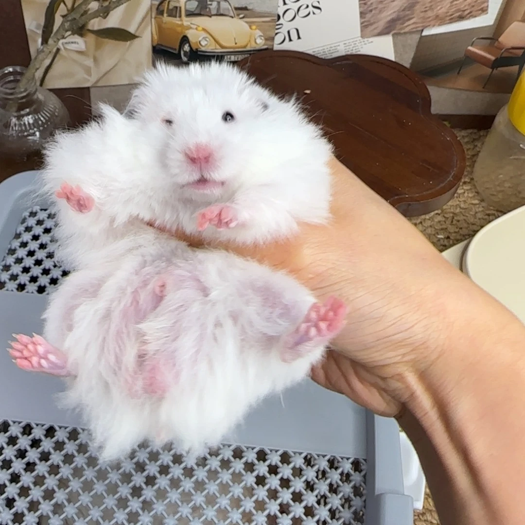 象牙白弟弟142g8.26