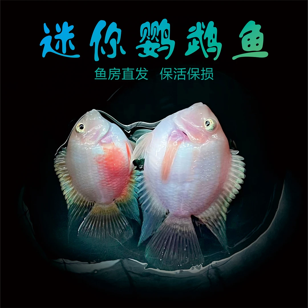 迷你鹦鹉鱼淡水热带观赏鱼苗宝蓝白金品种耐活好养可繁殖