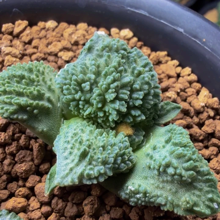 巴索的万元级别的小苗