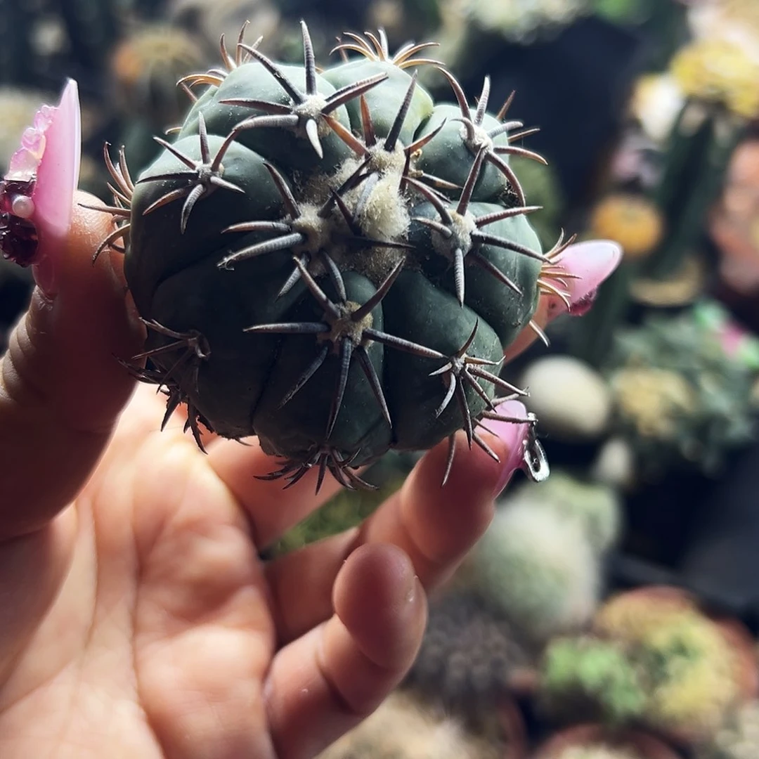 平丸仙人球1111111111