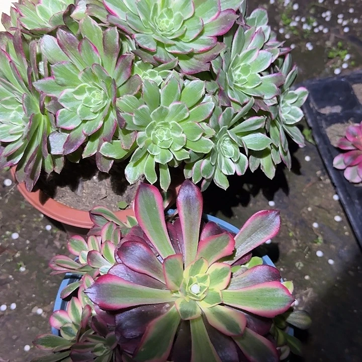 精品组合福利53亏本多肉