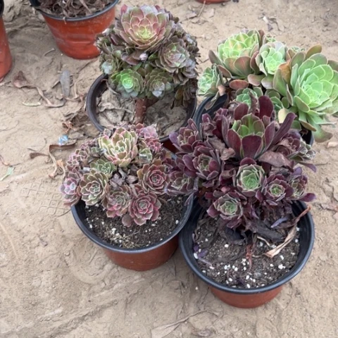 905多肉植物组合，