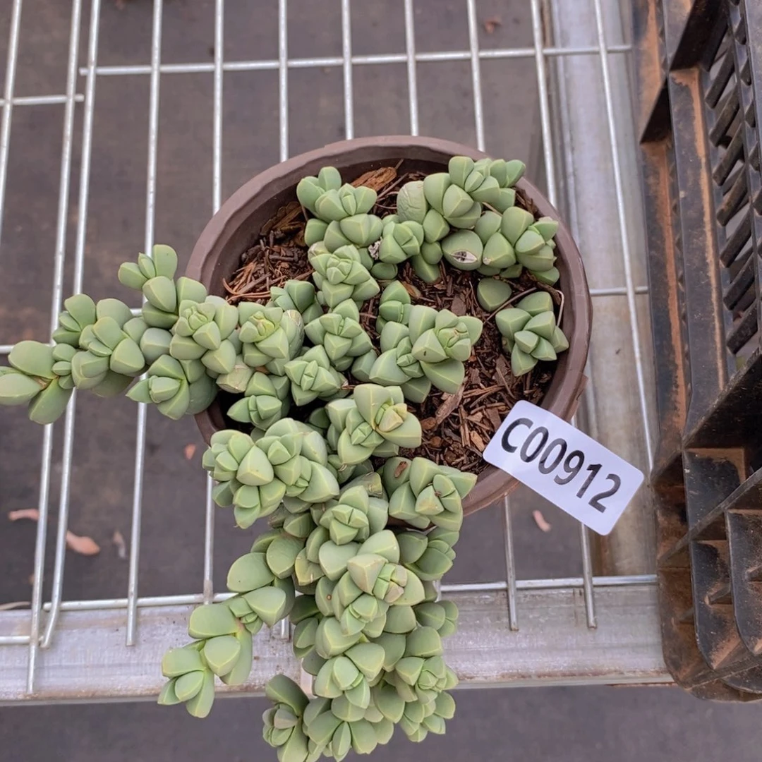 912鹿角海棠一物一拍