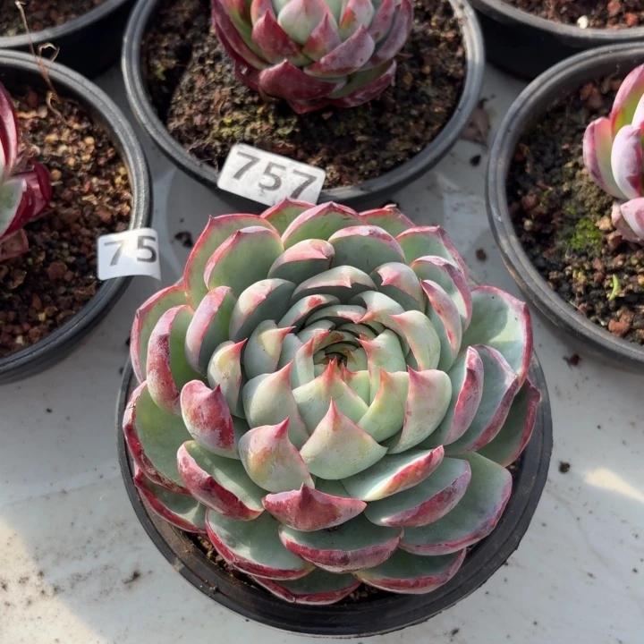 772积分将根据会不会后悔过的