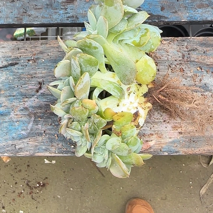 青蛙王子儿童牙膏11