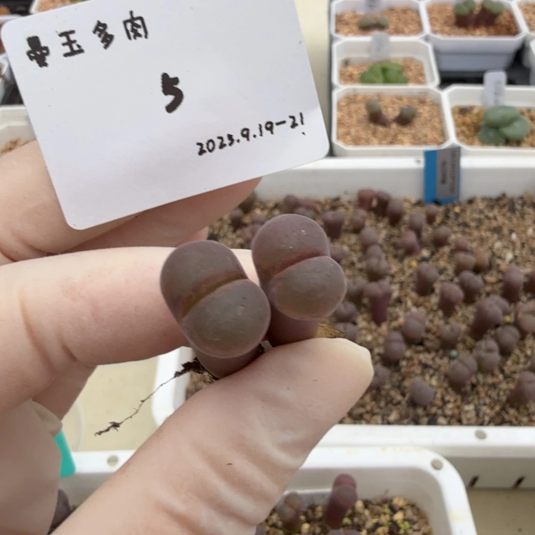 可***儿多肉多肉多肉9.19-005