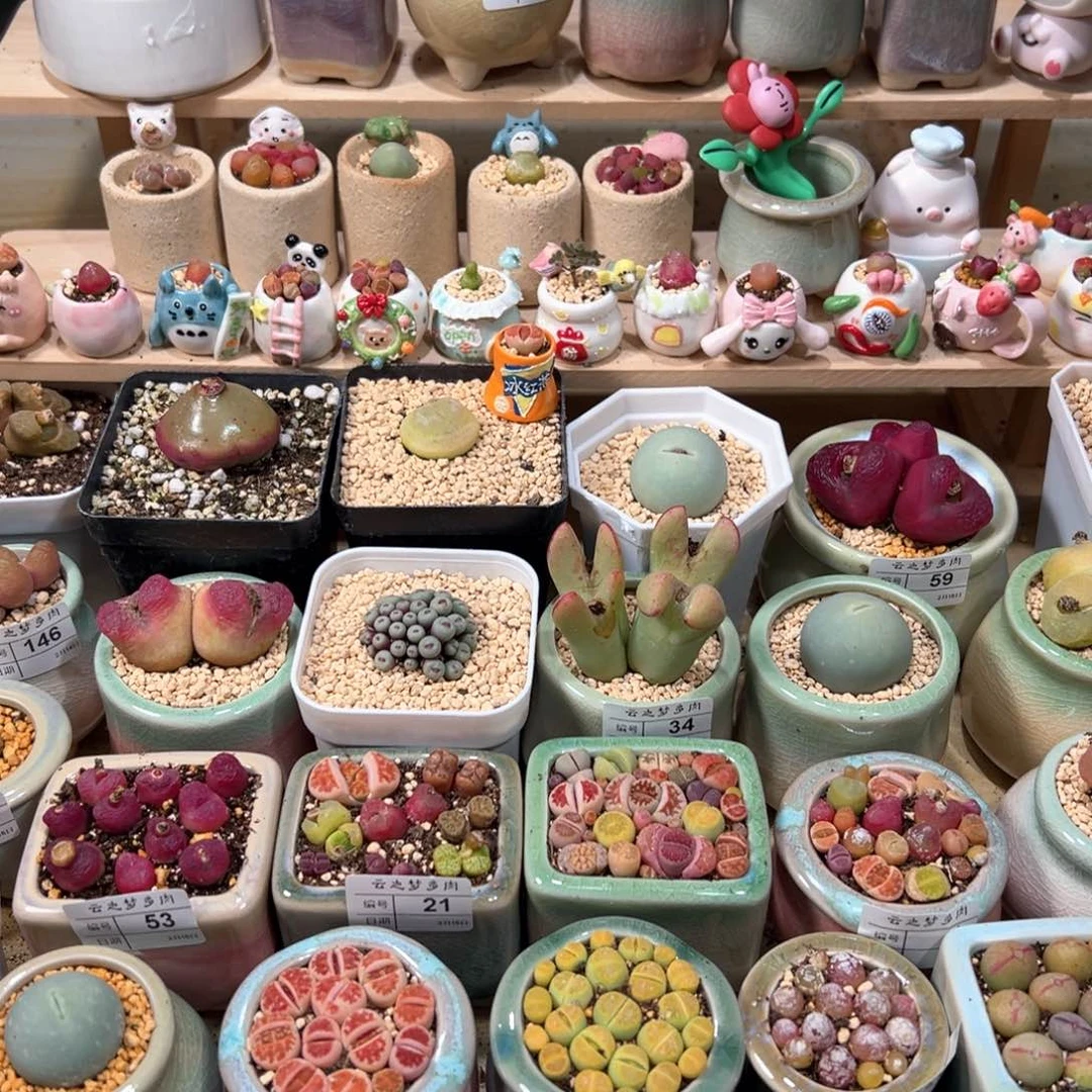 镜*多肉植物挖25.8的肉锥混合