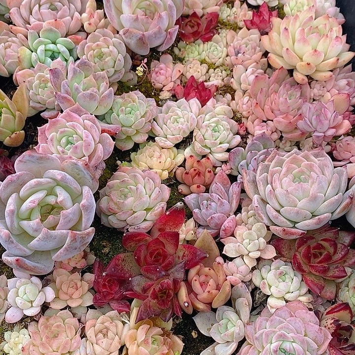 105 多肉植物盆栽花卉植物