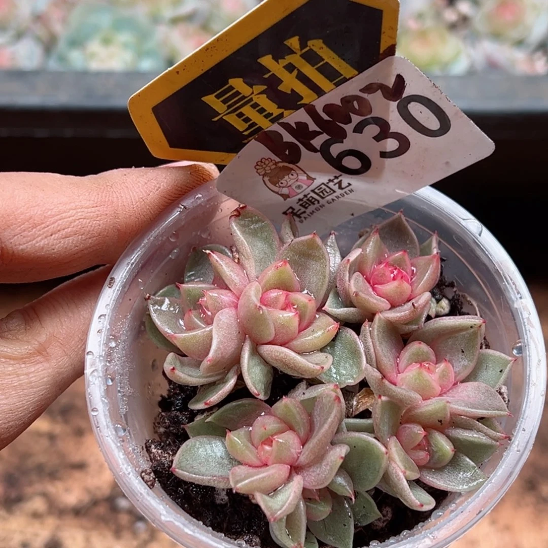 多肉植物多肉植物