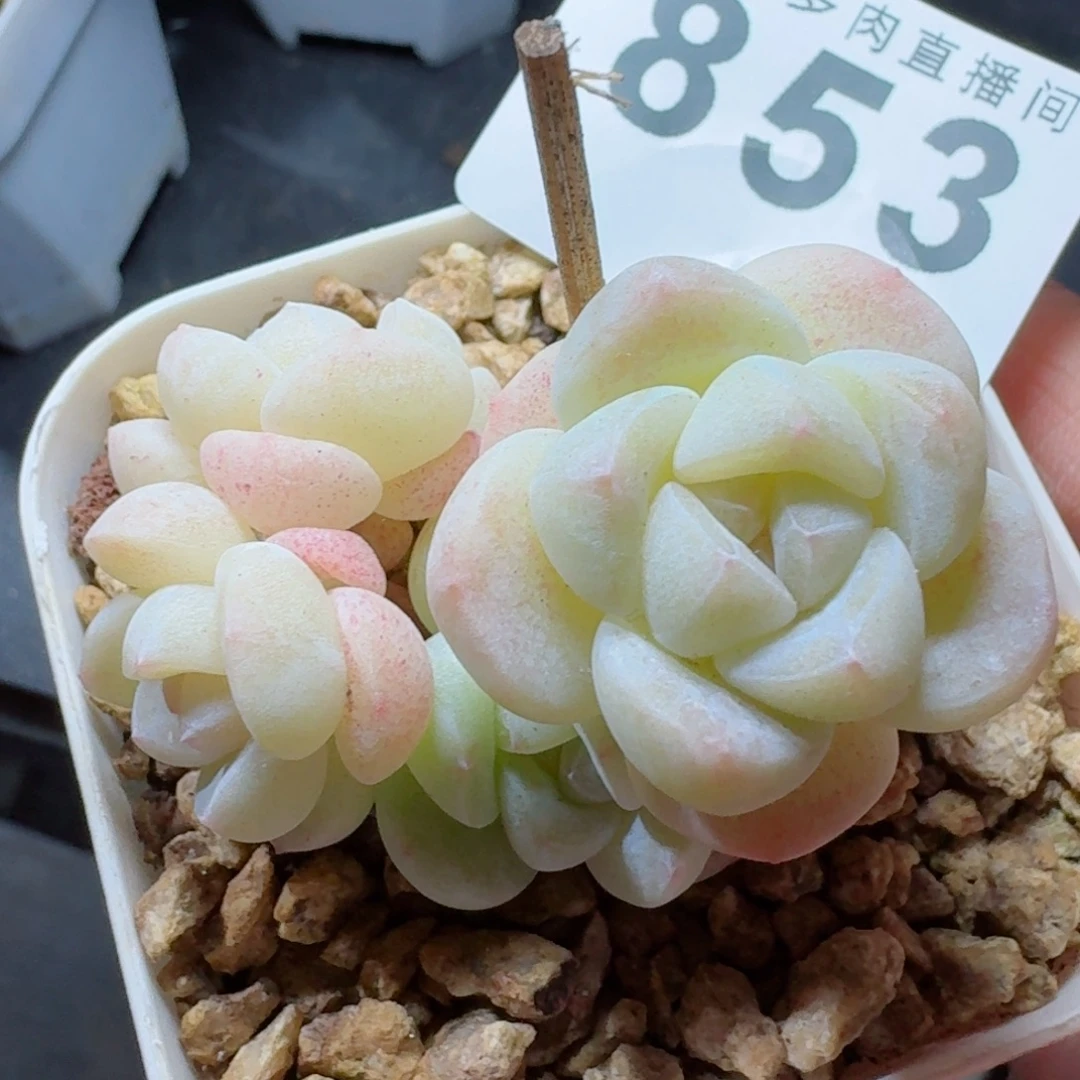 白冰      愿你一路坦途，乘风破浪展宏图