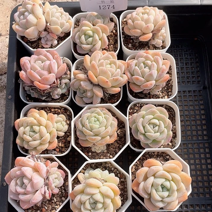 薇薇安园艺多肉1274