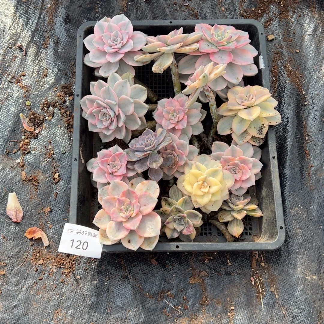 120紫乐锦老桩多肉植物