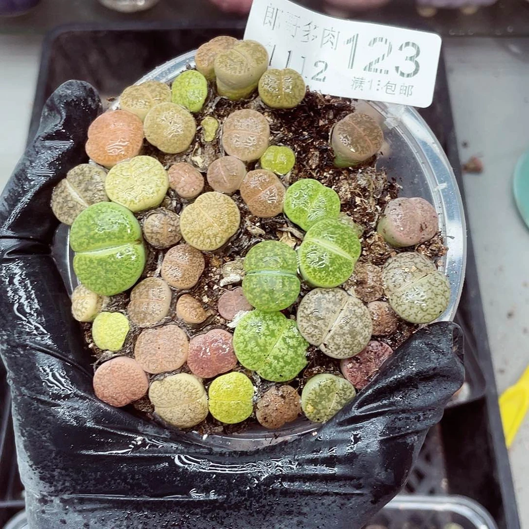 生石花满18包邮1112-123