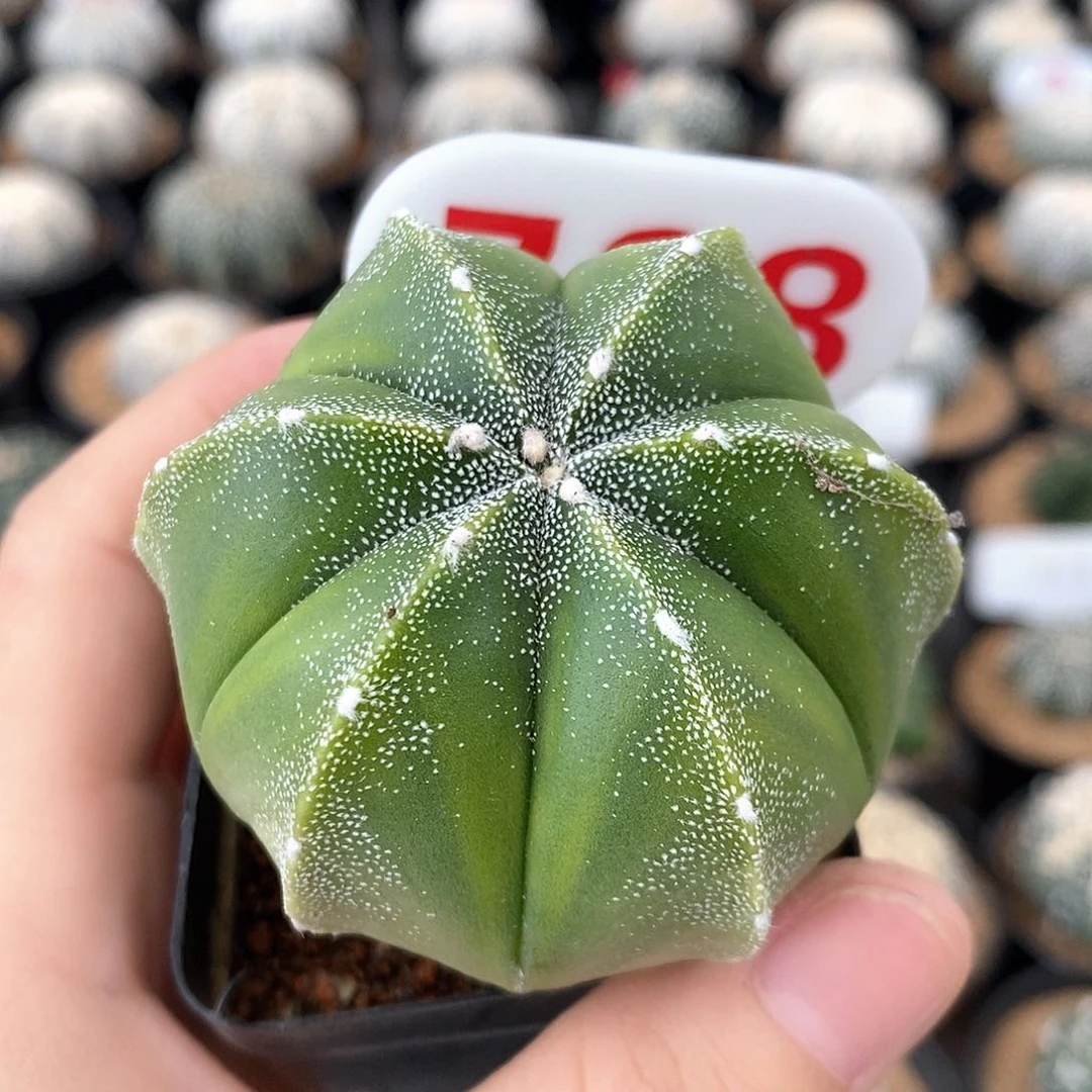 788栾凤兜系列产品