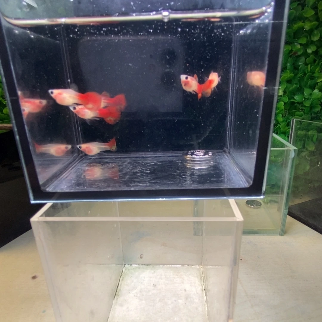 孔雀鱼银河琉璃玻璃猫公鱼6条