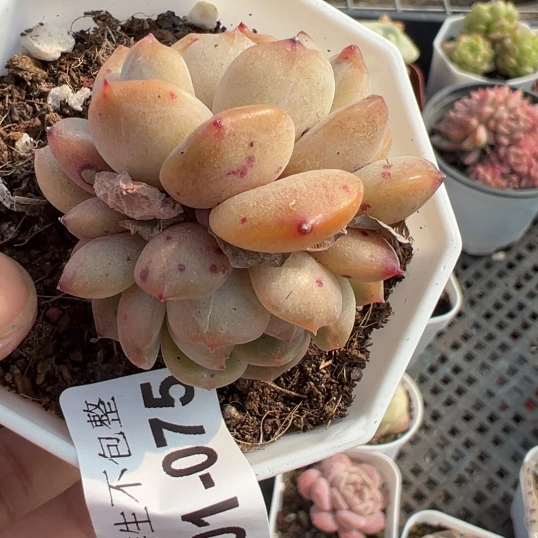 小卡拉米糖心一物一拍1-75