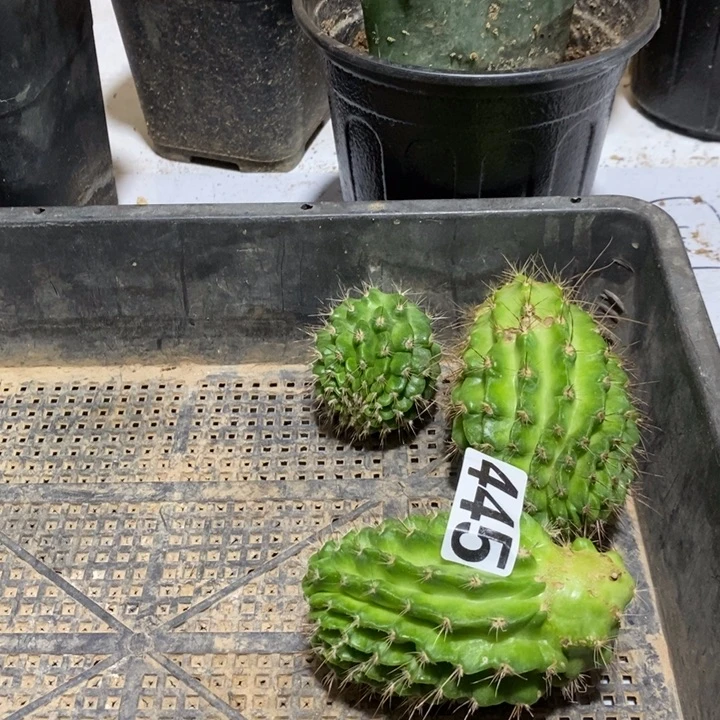 5***子445白花绿喉大侧芽一个