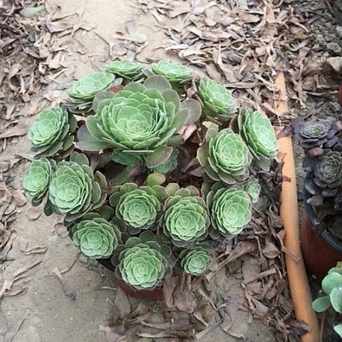 拼*万圣节法师多肉41