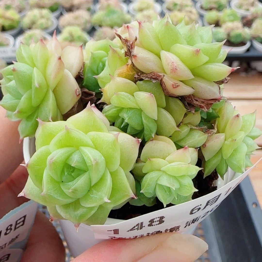 花语逸镜0618-148散