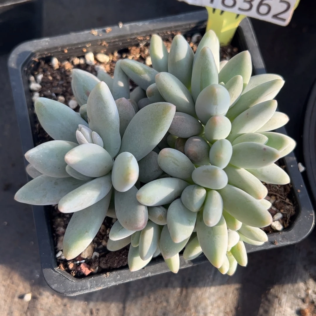 1118362 白兰地美人群生