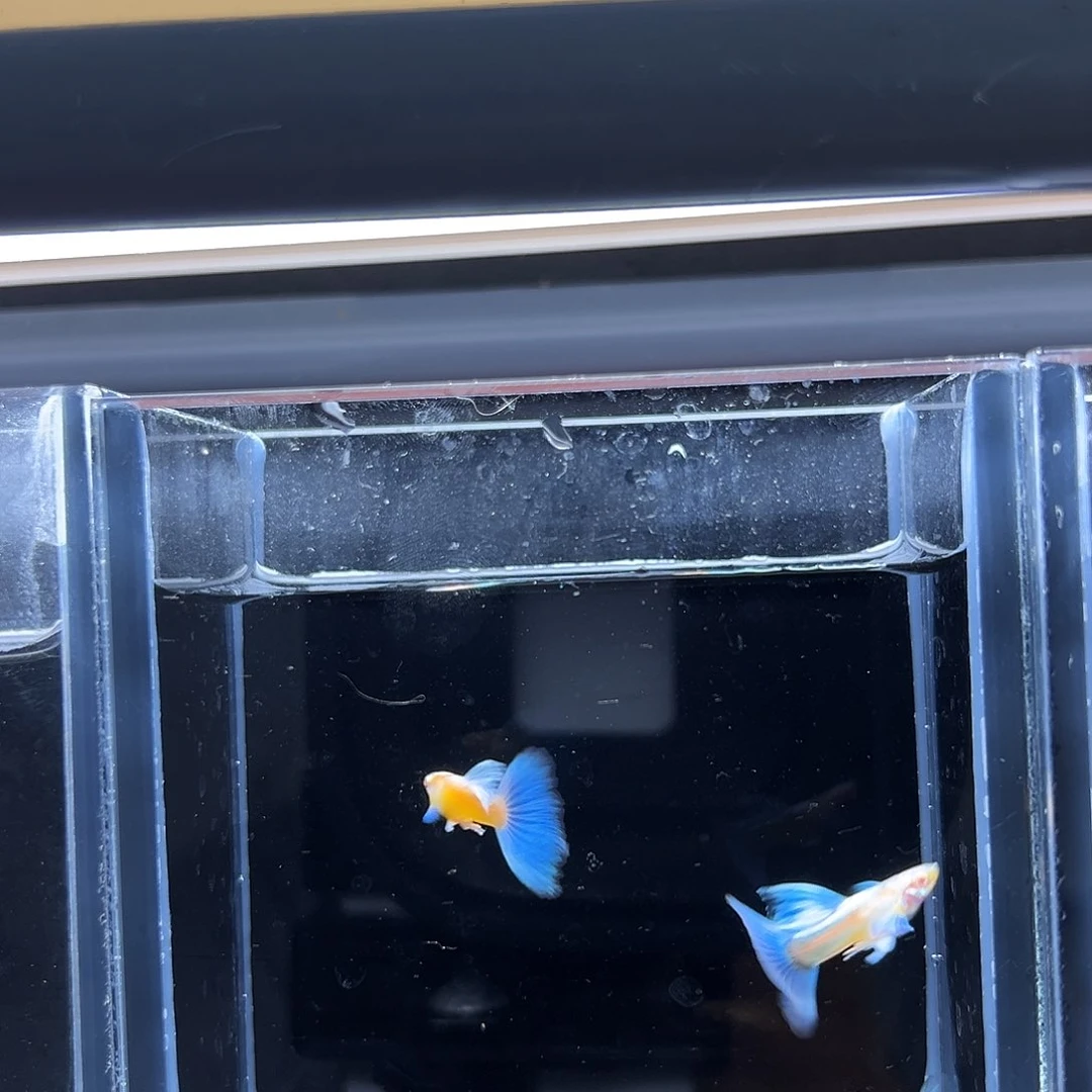 孔雀鱼蓝白飞船两公一母