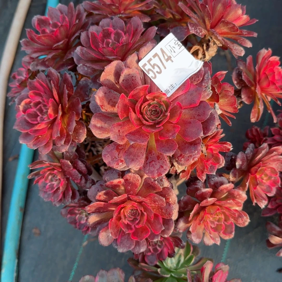 ?**?5574烟花多肉多肉